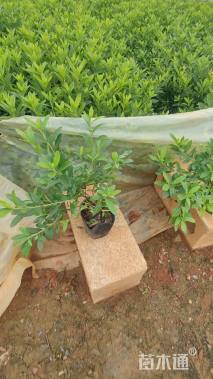 高度30厘米杜鹃