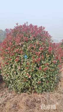 冠幅80厘米红叶石楠球