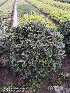 冠幅80厘米茶梅球