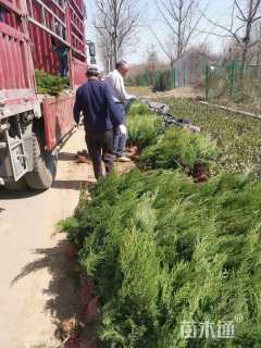 高度50厘米塔柏