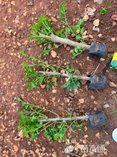 高度35厘米三角梅