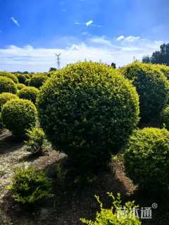 冠幅200厘米金叶女贞球