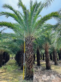 裸干高400厘米银海枣