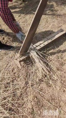 高度60厘米紫穗槐