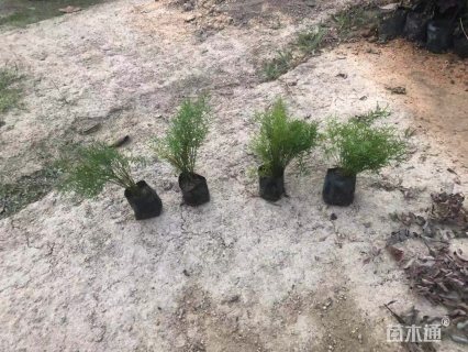 天门冬