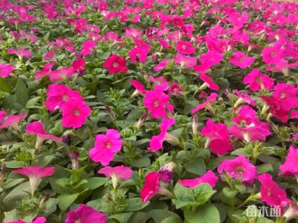 高度15厘米大花牵牛