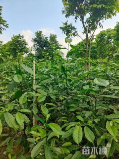 1.5公分乐昌含笑