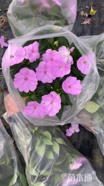 高度15厘米超级凤仙花
