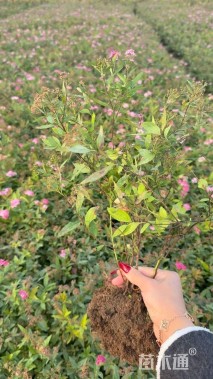 高度30厘米粉花绣线菊