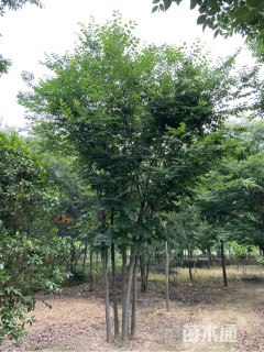 30公分丛生榉树