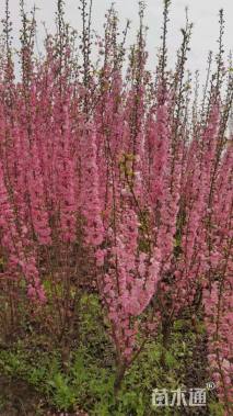 高度50厘米郁李