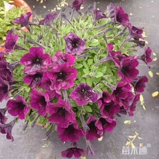 高度30厘米垂钓牵牛