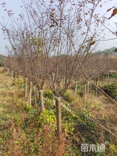 高度250厘米红叶榆叶梅