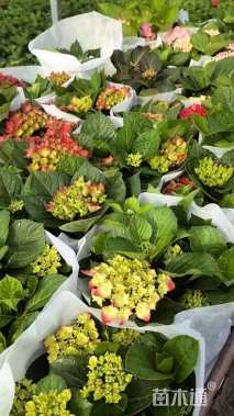 高度20厘米绣球