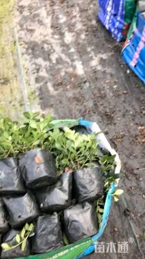 高度20厘米西洋杜鹃