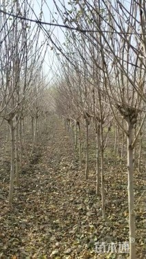 高度200厘米红花木槿