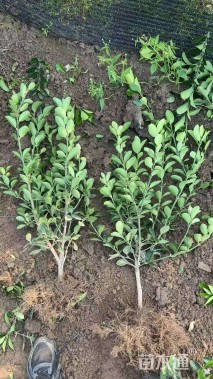 高度60厘米大叶黄杨