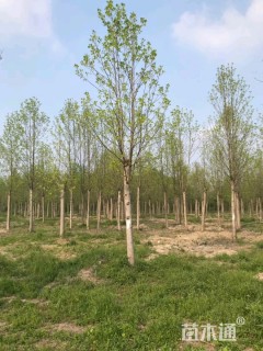 北美鹅掌楸
