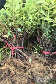 高度35厘米杜鹃