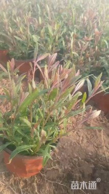 高度20厘米千鸟花