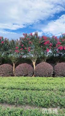 高度400厘米天鹅绒紫薇