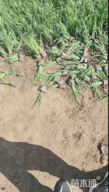 高度15厘米马莲