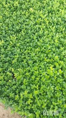 高度10厘米冬青小苗