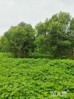 高度250厘米丛生大叶女贞