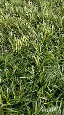 高度1厘米麦冬