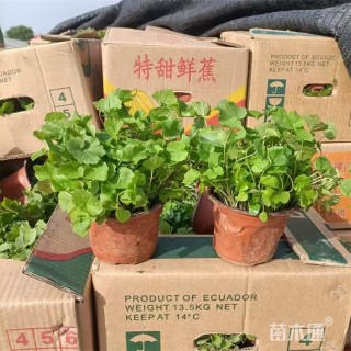 高度20厘米二月兰