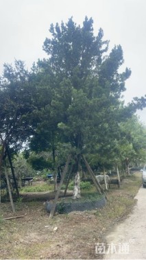 25公分罗汉松