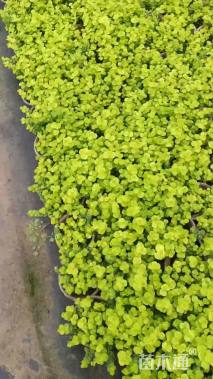 高度5厘米金叶过路黄