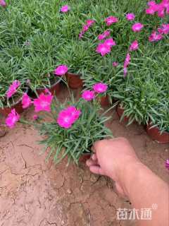 高度17厘米欧石竹