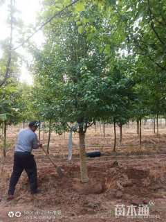 10公分彩叶豆梨