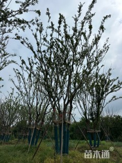 12公分(5杆)丛生朴树