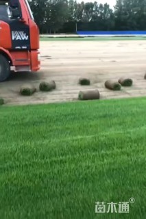 草卷状四季青草坪