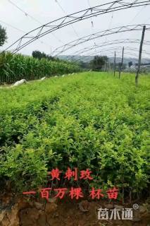 高度80厘米黄刺玫