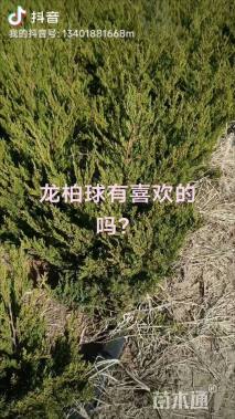 冠幅50厘米龙柏球