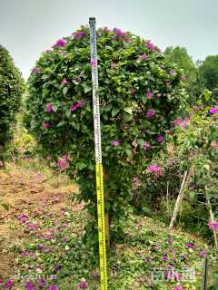 高度180厘米三角梅