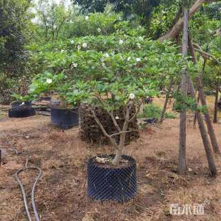 高度100厘米狗牙花