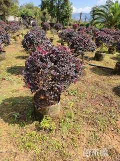 冠幅80厘米红花继木球