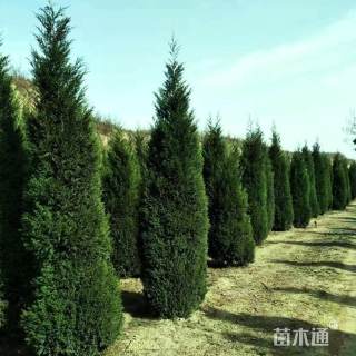 高度100厘米蜀桧