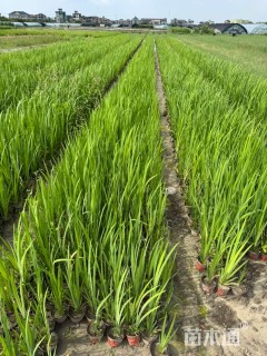 高度60厘米黄菖蒲