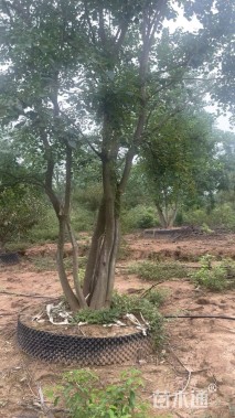 40公分(4杆)丛生乌桕