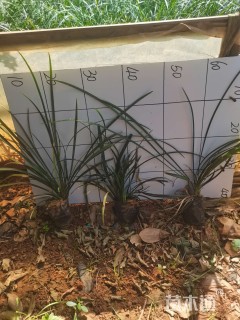 高度25厘米阔叶麦冬