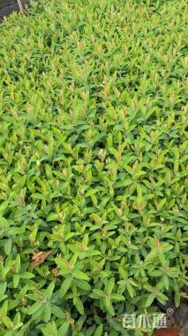 高度20厘米金丝桃