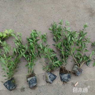 高度15厘米小叶栀子