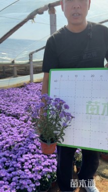 高度18厘米翠菊