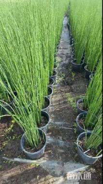 高度45厘米木贼