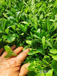 高度20厘米金鸡菊